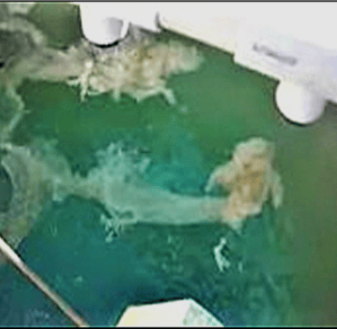 Aerator Sulfur Bacteria well water