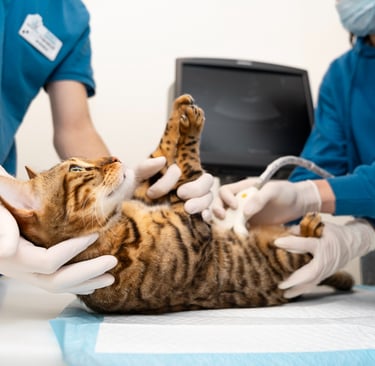 chat sur le dos chez le vétérinaire en train de subir un examen abdominal