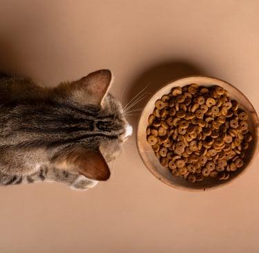 chat devant une gamelle de croquettes
