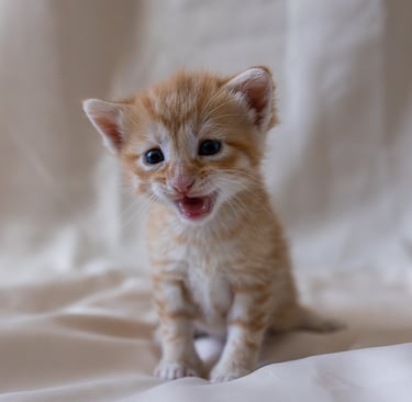petit chaton roux en train de miauler, en position assise