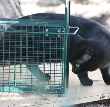 chat noir entrant dans une cage trappe