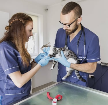 vétérinaire et son assistante en train d'ausculter un chat