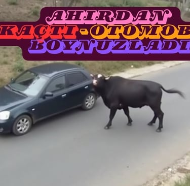 otomobili boynuzlayan boğa