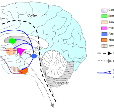 cerveau addiction dopamine hypnose Caen