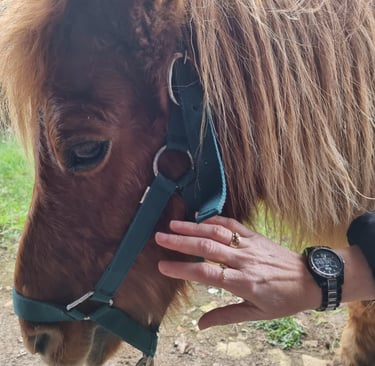 magnetisme animaux caen