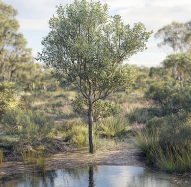 tea tree