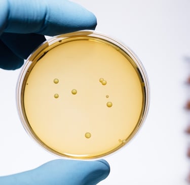 A hand covered by a medical globe holding a petri dish of postive-gram lactobacillus bacteria grown.