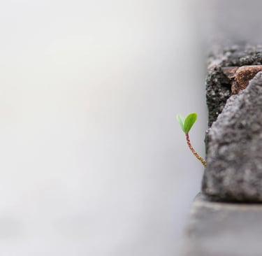 Plante symbole bilan de compétences recrutement professionnel Dijon