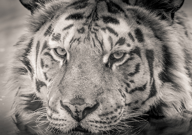 Reveiller le tigre qui est en soi pour avancer mallgré les blessures du passé