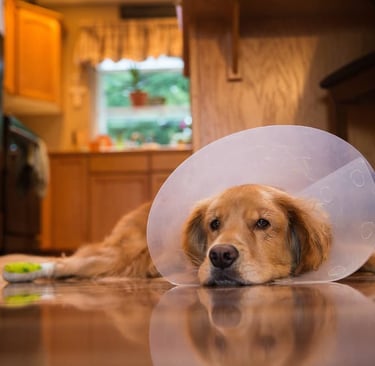 dog with plastic cone