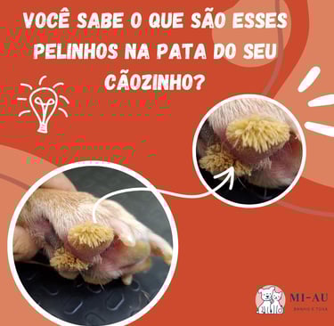 hiperqueratose na pata do cachorro