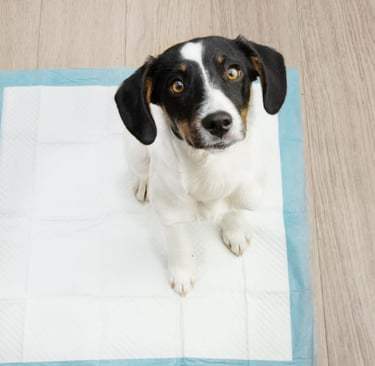 Como ensinar o cachorro filhote a fazer xixi no lugar certo