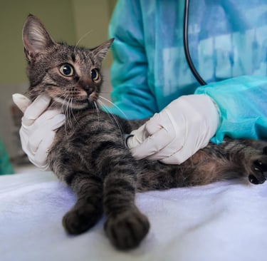 Como saber se meu gato está doente principais sinais e o que fazer