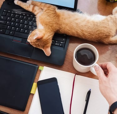 Decoração e layout ideal para pet shop em casa