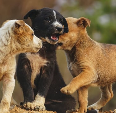Dicas para socialização de cachorro filhote com outros cães