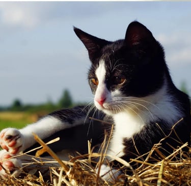 Gato Frajola O Felino Preto e Branco Mais Carismático