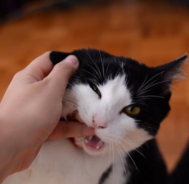 Gato me mordeu, o que fazer