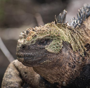 Mudança de pele na iguana