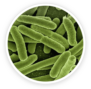 ProDentim chewable tablets designed to promote oral microbiome balance