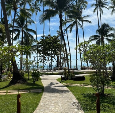 Cocotier et plage à Koh Samui