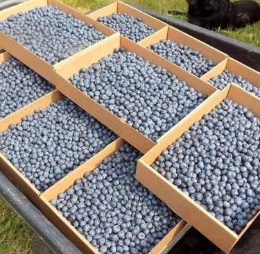 Blueberries love Frass