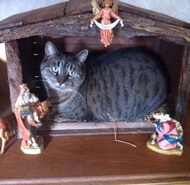 cat in a manger