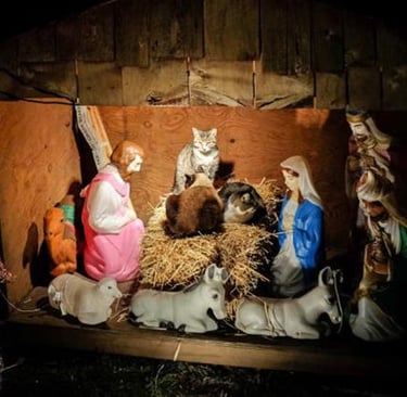 cats in a Nativity scene