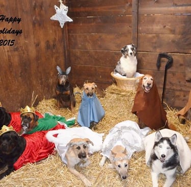 Various dogs in a Nativity