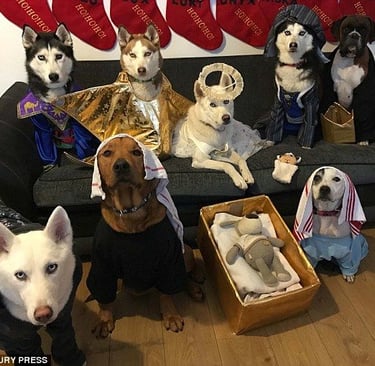 multiple dogs in Nativity scene