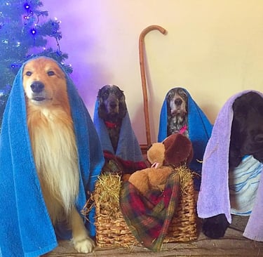 dogs in Nativity scene