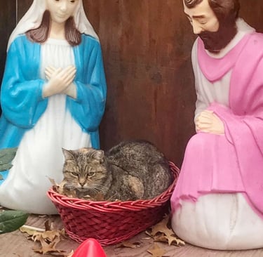 cat in manger scene