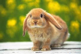 pet rabbit