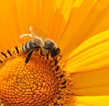 Casa do Mel eficiente com layout sanitário e equipamentos adequados para envase de mel