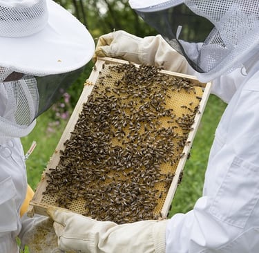Casa do Mel layout funcional, planta baixa, projeto técnico para produção conforme normas sanitárias