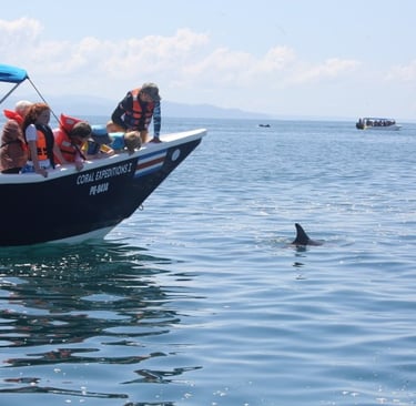 Responsible Dolphin watching 