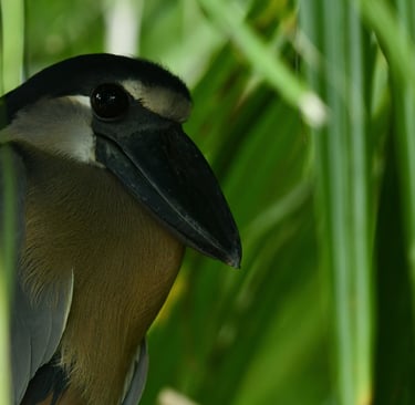 Boat billed heron at Sierpe Mangrove 