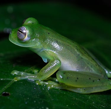 Frog in Costa Rica