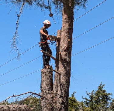 paysagiste marsillargues