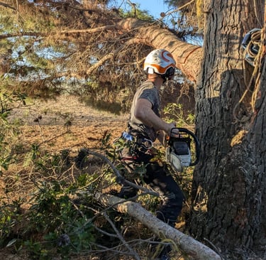 elagage marsillargues