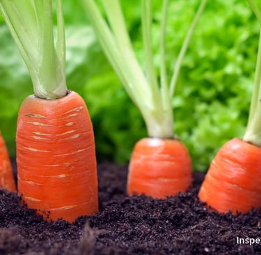Carrots in the Earth