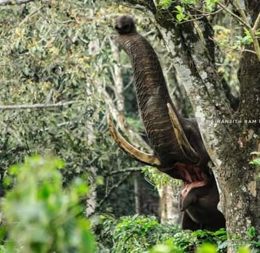 wildlife safari at nelliyampathy