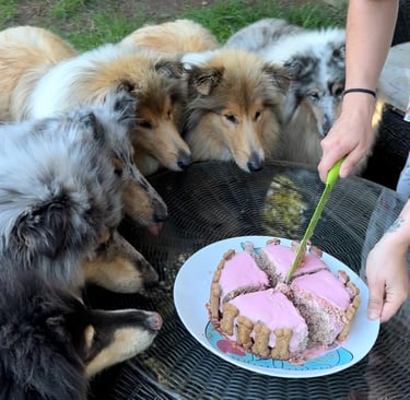 gâteau d'anniversaire pour chiens