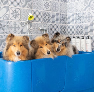 salon toilettage yonne