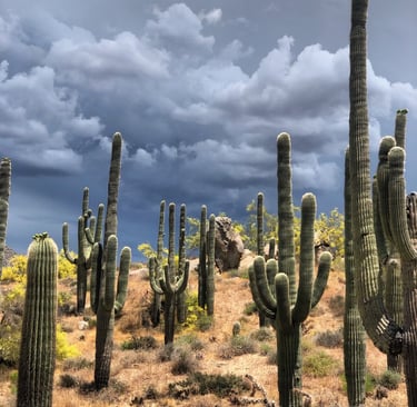 cactus in arizona