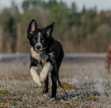Bordercollie puppies Unikalus greitis