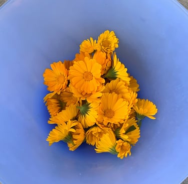 blue bowl with yellow calendula flowers inside