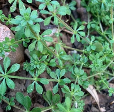 Cleavers plant growing out of the soil, over some small gray stones