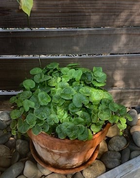 gotu kola plant in terra cotta pot
