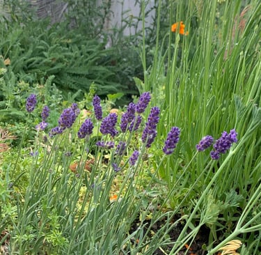 lavender plants in bloom 