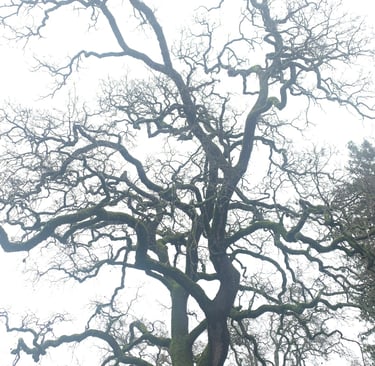 twisty bare branches of an oak tree in fog